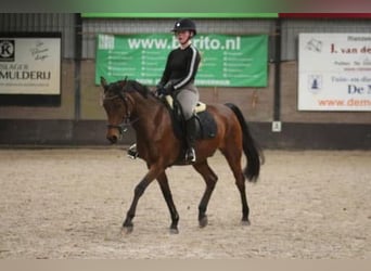 Sonstige Rassen Mix, Wallach, 17 Jahre, 153 cm, Brauner