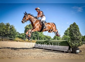 Sonstige Rassen Mix, Wallach, 17 Jahre, 153 cm, Brauner