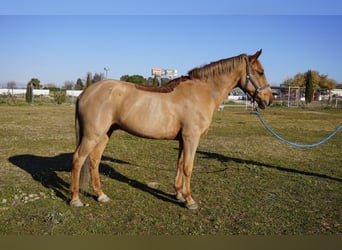 Sonstige Rassen, Wallach, 17 Jahre, 153 cm, Fuchs