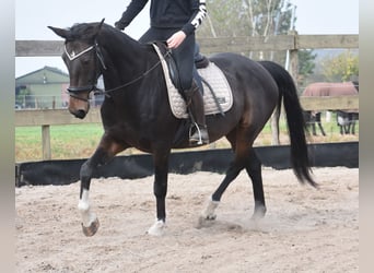 Sonstige Rassen, Wallach, 17 Jahre, 156 cm, Dunkelbrauner