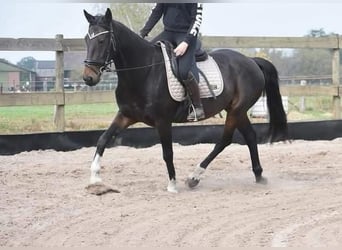 Sonstige Rassen, Wallach, 17 Jahre, 156 cm, Dunkelbrauner