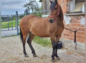 Sonstige Rassen Mix, Wallach, 17 Jahre, 160 cm, Brauner