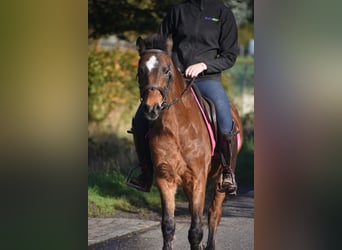 Sonstige Rassen, Wallach, 18 Jahre, 134 cm, Brauner