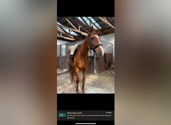 Sonstige Rassen Mix, Wallach, 18 Jahre, 160 cm, Fuchs