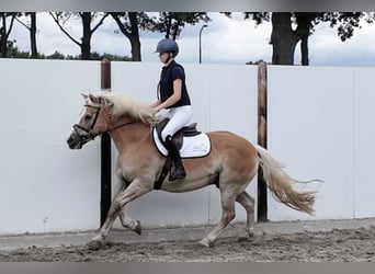 Sonstige Rassen, Wallach, 19 Jahre, 147 cm, Fuchs