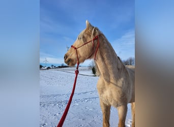 Sonstige Rassen, Wallach, 19 Jahre, 160 cm, Palomino