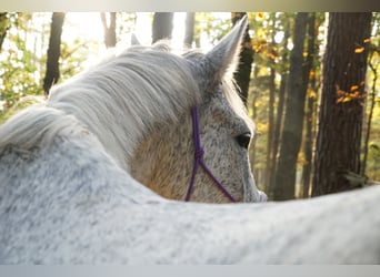 Sonstige Rassen Mix, Wallach, 19 Jahre, Fliegenschimmel