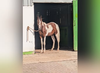Sonstige Rassen Mix, Wallach, 1 Jahr, 150 cm, Tobiano-alle-Farben