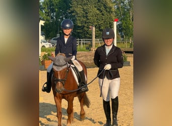 Sonstige Rassen Mix, Wallach, 20 Jahre, 115 cm, Fuchs