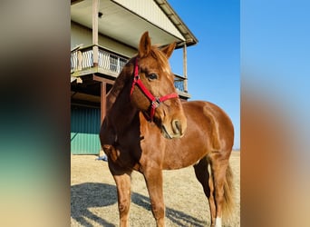 Sonstige Rassen, Wallach, 20 Jahre, 152 cm, Dunkelfuchs
