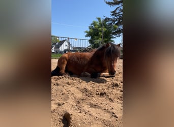 Sonstige Rassen Mix, Wallach, 21 Jahre, 110 cm, Brauner