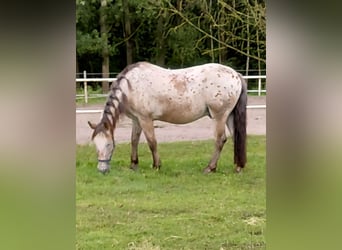 Sonstige Rassen, Wallach, 21 Jahre, 154 cm, Tigerschecke