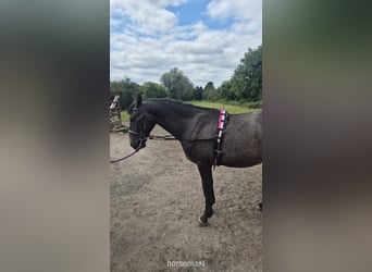 Sonstige Rassen, Wallach, 2 Jahre, 157 cm, Roan-Bay