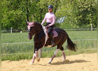 Sonstige Rassen, Wallach, 2 Jahre, 160 cm, Schecke