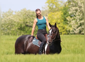 Sonstige Rassen, Wallach, 2 Jahre, 160 cm, Schecke
