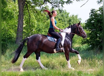 Sonstige Rassen, Wallach, 2 Jahre, 160 cm, Schecke