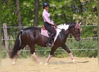 Sonstige Rassen, Wallach, 2 Jahre, 160 cm, Schecke