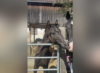 Sonstige Rassen, Wallach, 2 Jahre, 165 cm, Rappe