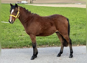 Sonstige Rassen Mix, Wallach, 3 Jahre, 118 cm, Brauner