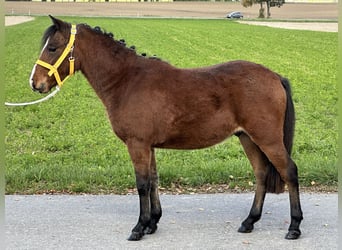 Sonstige Rassen Mix, Wallach, 3 Jahre, 118 cm, Brauner