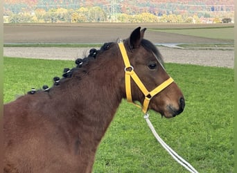 Sonstige Rassen Mix, Wallach, 3 Jahre, 118 cm, Brauner