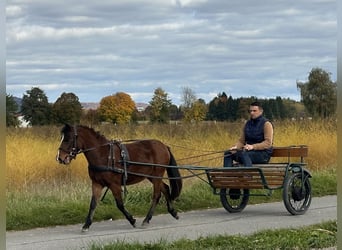 Sonstige Rassen Mix, Wallach, 3 Jahre, 118 cm, Brauner