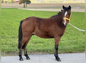 Sonstige Rassen Mix, Wallach, 3 Jahre, 118 cm, Brauner