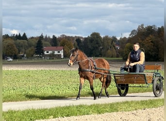 Sonstige Rassen Mix, Wallach, 3 Jahre, 118 cm, Brauner