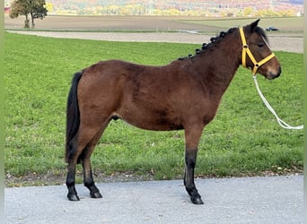 Sonstige Rassen Mix, Wallach, 3 Jahre, 118 cm, Brauner
