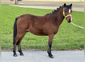 Sonstige Rassen Mix, Wallach, 3 Jahre, 118 cm, Brauner