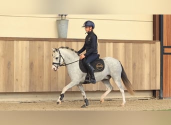 Sonstige Rassen, Wallach, 3 Jahre, 122 cm