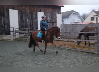 Sonstige Rassen Mix, Wallach, 3 Jahre, 140 cm, Brauner