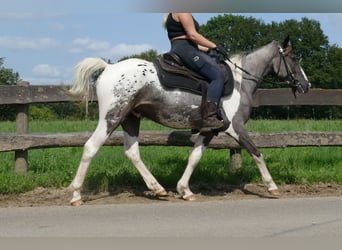 Sonstige Rassen, Wallach, 3 Jahre, 141 cm, Schecke