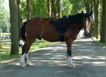 Sonstige Rassen, Wallach, 3 Jahre, 147 cm, Brauner