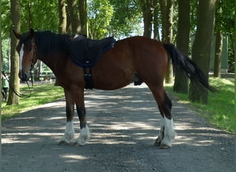 Sonstige Rassen, Wallach, 3 Jahre, 147 cm, Brauner