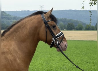 Sonstige Rassen Mix, Wallach, 3 Jahre, 147 cm, Falbe