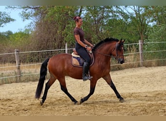 Sonstige Rassen Mix, Wallach, 3 Jahre, 149 cm, Rotbrauner