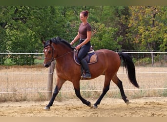 Sonstige Rassen Mix, Wallach, 3 Jahre, 149 cm, Rotbrauner