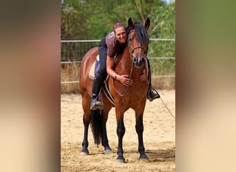 Sonstige Rassen Mix, Wallach, 3 Jahre, 149 cm, Rotbrauner