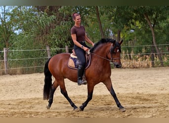 Sonstige Rassen Mix, Wallach, 3 Jahre, 149 cm, Rotbrauner