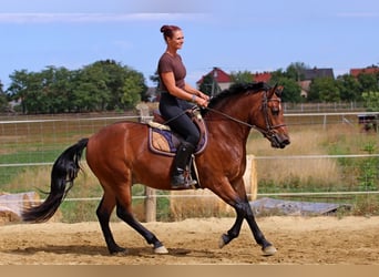Sonstige Rassen Mix, Wallach, 3 Jahre, 149 cm, Rotbrauner