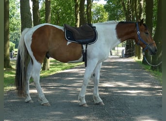 Sonstige Rassen, Wallach, 3 Jahre, 149 cm, Schecke