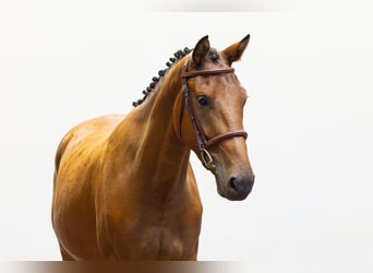 Sonstige Rassen, Wallach, 3 Jahre, 150 cm, Brauner