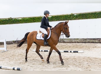 Sonstige Rassen, Wallach, 3 Jahre, 150 cm, Brauner