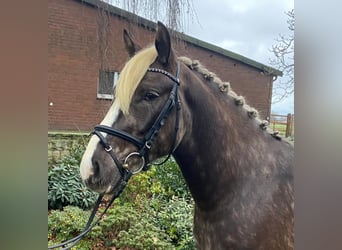 Sonstige Rassen, Wallach, 3 Jahre, 150 cm, Dunkelfuchs