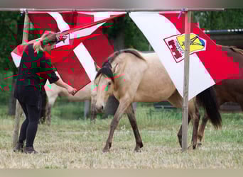 Sonstige Rassen, Wallach, 3 Jahre, 151 cm, Champagne