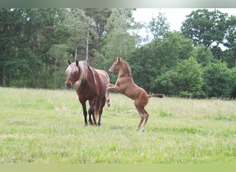 Sonstige Rassen, Wallach, 3 Jahre, 151 cm, Champagne