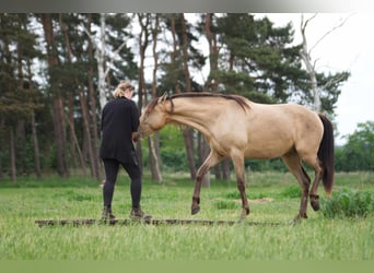 Sonstige Rassen, Wallach, 3 Jahre, 151 cm, Champagne