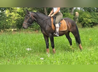 Sonstige Rassen, Wallach, 3 Jahre, 151 cm, Dunkelbrauner