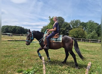 Sonstige Rassen, Wallach, 3 Jahre, 151 cm, Dunkelbrauner